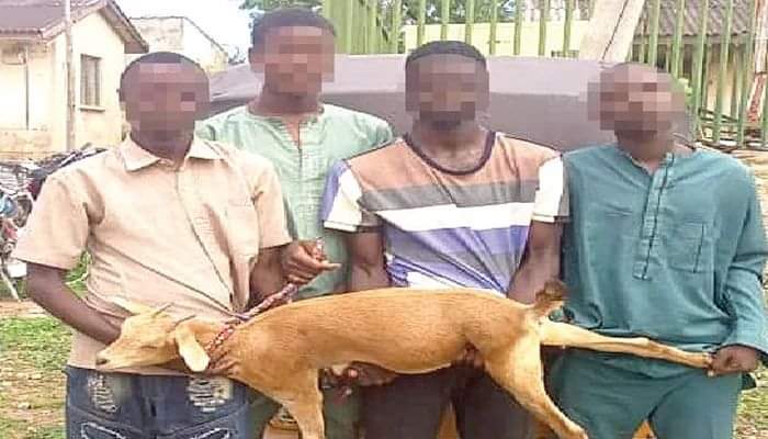 Four men arrested for stealing goat in Gombe